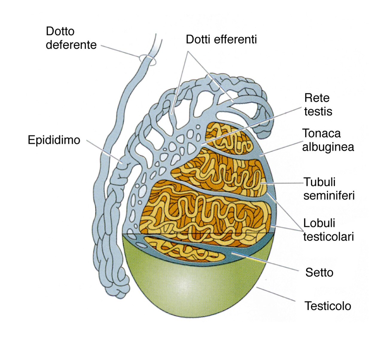 Diabete Brescia Diabetici di Brescia e ProvinciaDai testicoli una